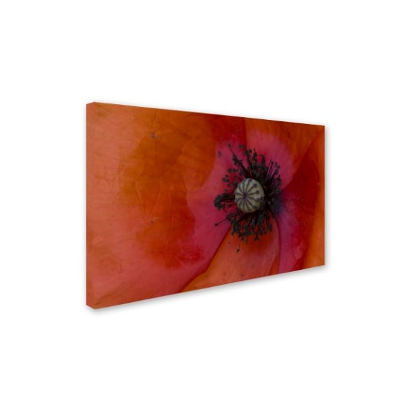 Kurt Shaffer 'Poppy Detail' Canvas Art,16x24